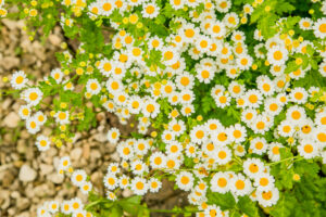 flower daisy 2