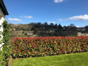 hedge with red plants