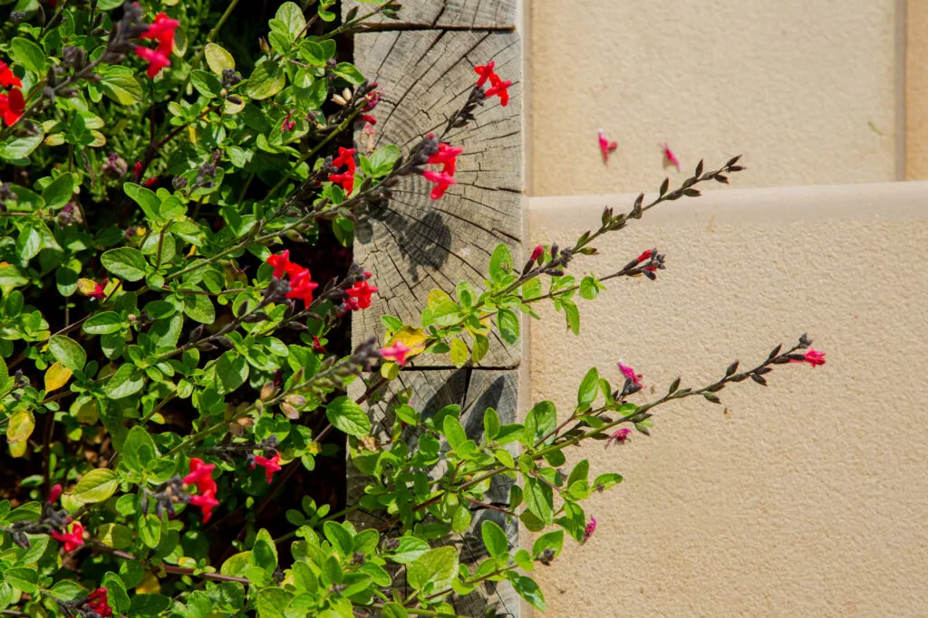 garden design stonehouse